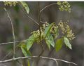 Zanthoxylum monophyllum (Lam.) P. Wilson,