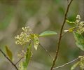 Zanthoxylum monophyllum (Lam.) P. Wilson,