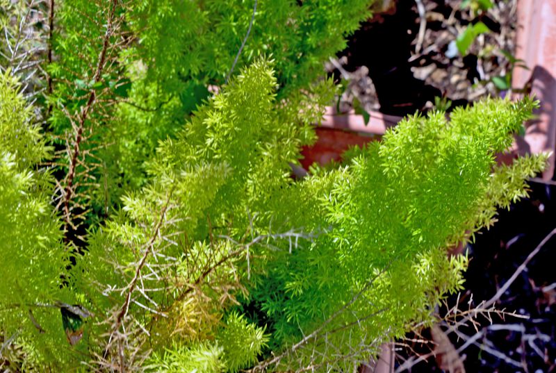 Asparagus densiflorus - Wikipedia